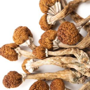 Psilocybe cubensis (Golden Caps)