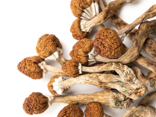 Psilocybe cubensis (Golden Caps)