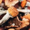 Purchasing Golden Caps psilocybin mushroom online Oakland California