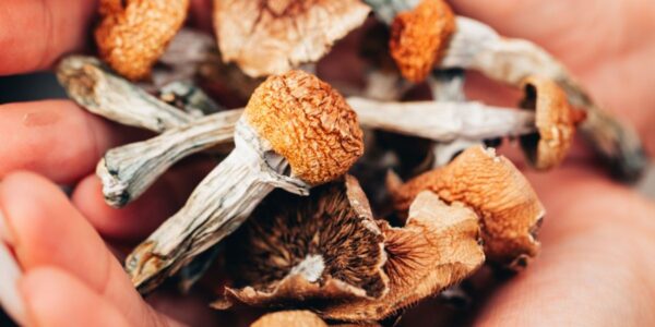 Purchasing Golden Caps psilocybin mushroom online Oakland California