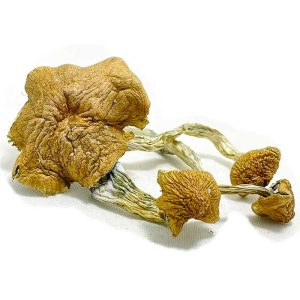 Shop For Magic Mushrooms Online Germany