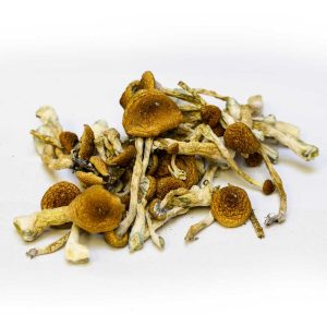 Shop For Magic Mushrooms Online Belgium