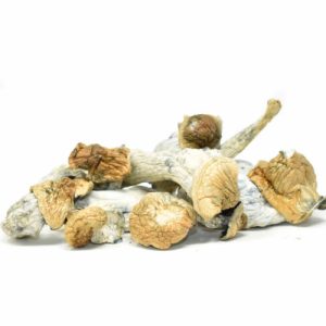 Shop For Magic Mushrooms Online UK