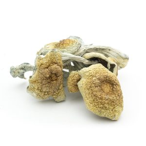 Shop For Magic Mushrooms Online Florida