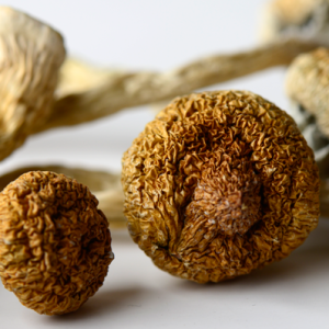 Shop For Magic Mushrooms Online Switzerland