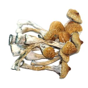 Shop For Magic Mushrooms Online In Texas