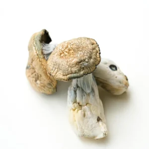 Shop for Aztec Gods Magic Mushrooms online Michigan