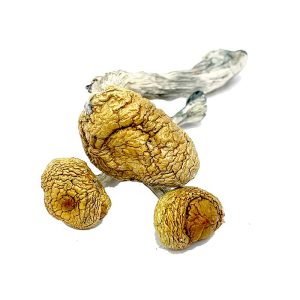 Shop For Mazatapec Magic Mushrooms Online Massachusetts