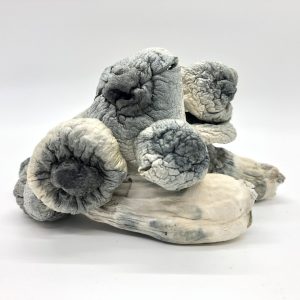 buy albino penis envy magic mushrooms online Washington