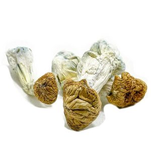 Shop For Penis Envy Magic Mushrooms Online Canada