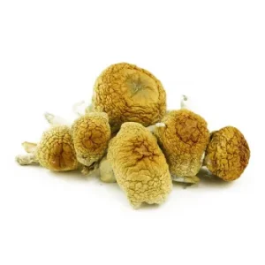 Shop For Golden Teacher Magic Mushrooms Online Colorado