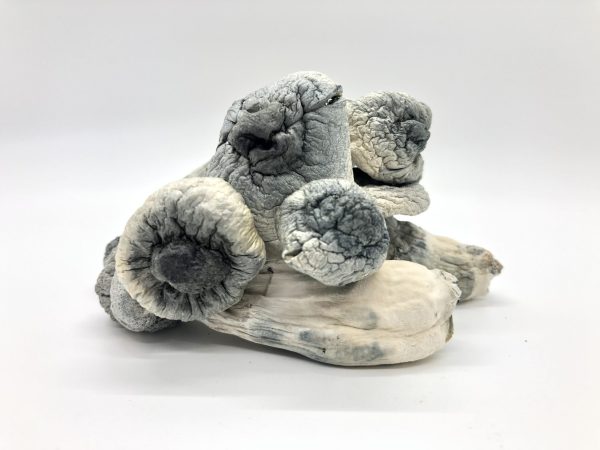 buy albino penis envy magic mushrooms online Washington