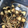 Liberty Caps