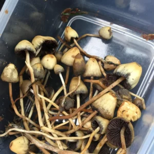 Liberty Caps
