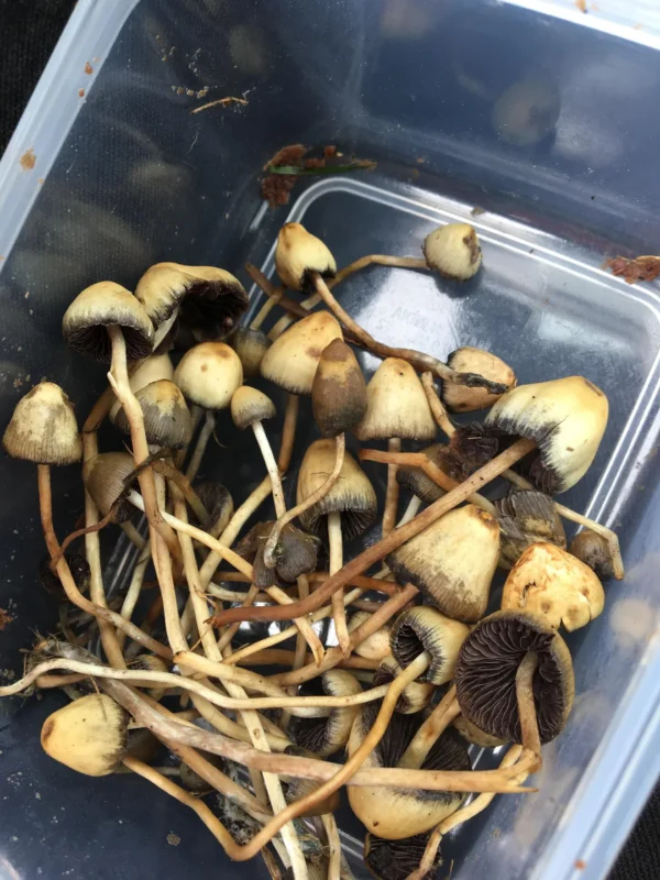 Liberty Caps