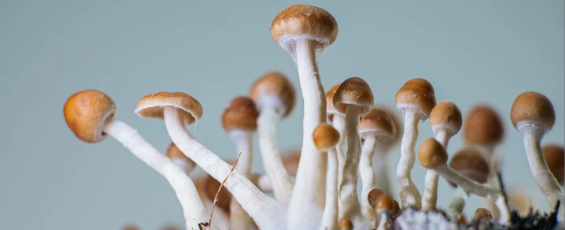 magic mushroom